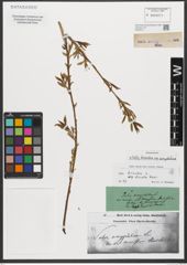 Foto von Salix triandra subsp. amygdalina (L.) Schübl. & G. Martens